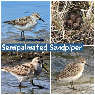 Semipalmated Sandpiper